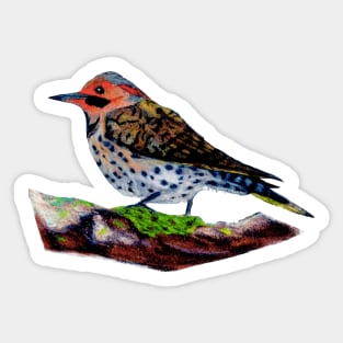 Northern Flicker Sticker